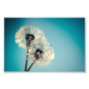 Dandelion Blue Sky Photo Print
