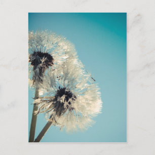 Dandelion Blue Sky Postcard