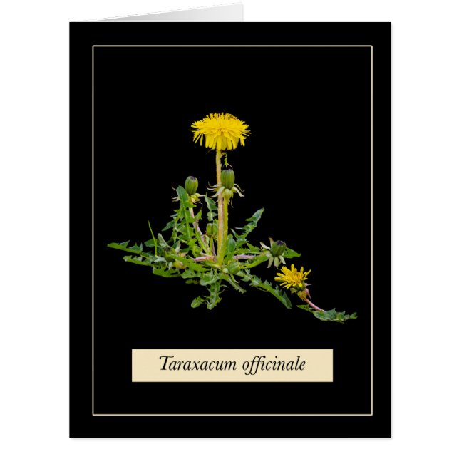Dandelion botanical card (Front)