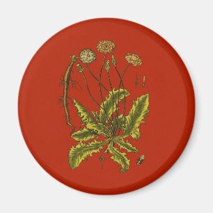 Dandelion Botanical Illustration Magnet