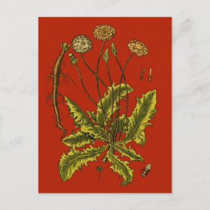 Dandelion Botanical Illustration Postcard