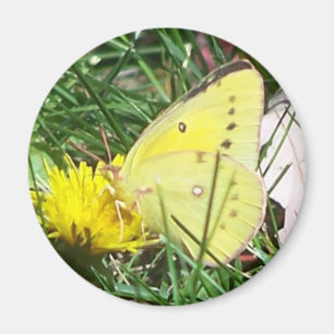 Dandelion Butterfly Magnet