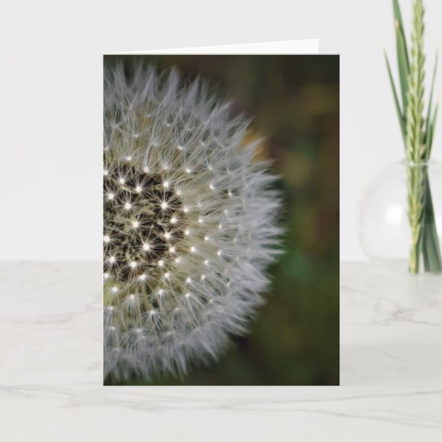 Dandelion, card (Front)