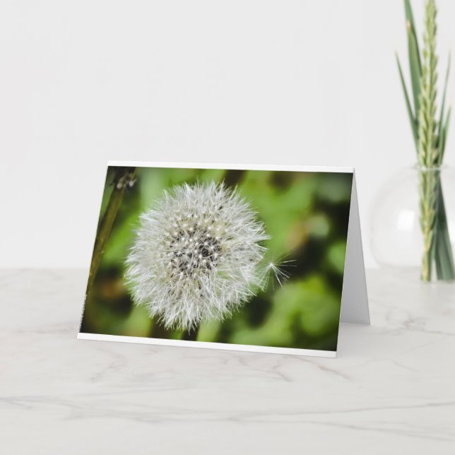 Dandelion, Card (Front)