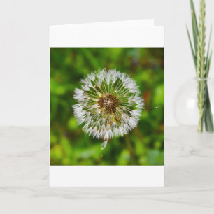 Dandelion, card
