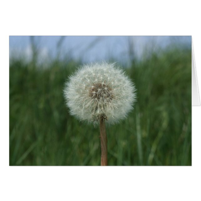 Dandelion Card (Front Horizontal)