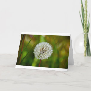 Dandelion, card