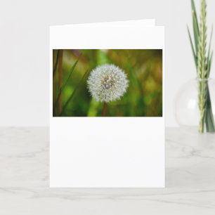 Dandelion, card