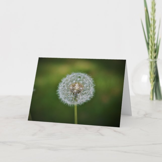 Dandelion, card (Front)