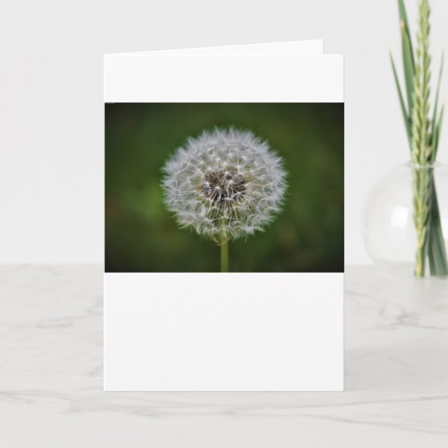Dandelion, card (Front)