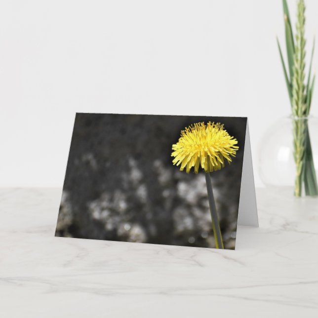 Dandelion, card (Front)
