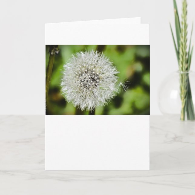 Dandelion, Card (Front)