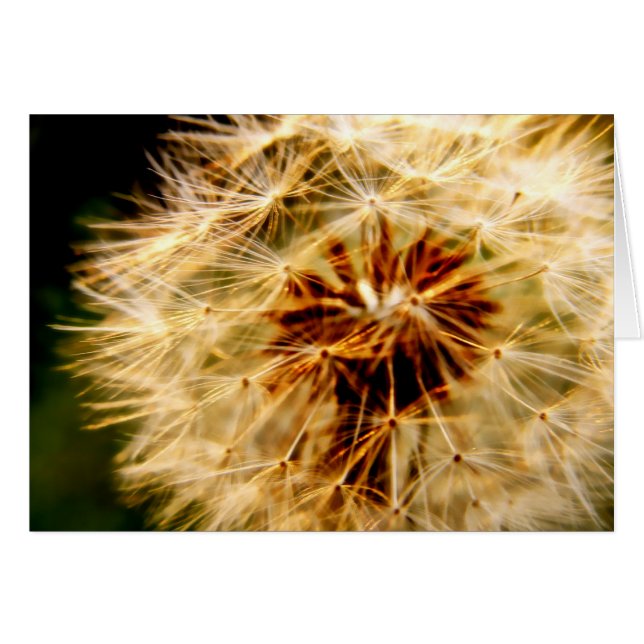 DANDELION Card (Front Horizontal)