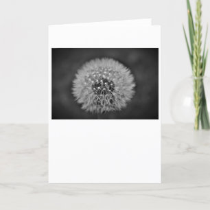 Dandelion, card