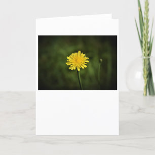 Dandelion, card