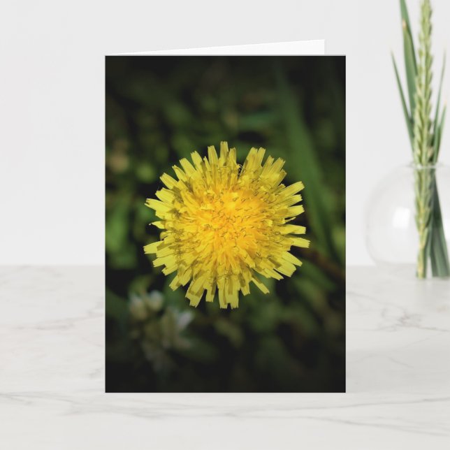 Dandelion, card (Front)