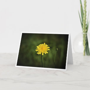 Dandelion, card