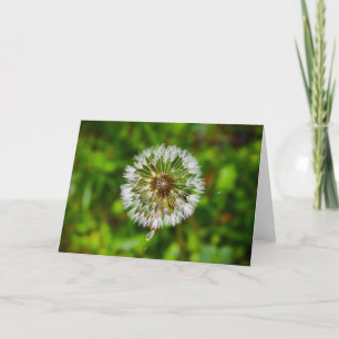 Dandelion, card
