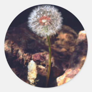 Dandelion Classic Round Sticker