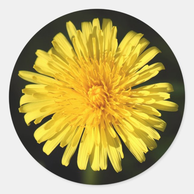Dandelion Classic Round Sticker (Front)