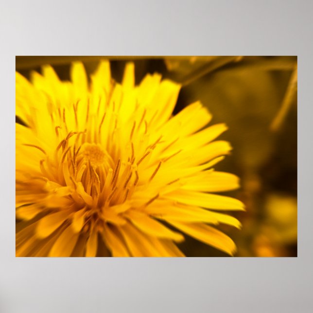 Dandelion Closeness Poster (Front)