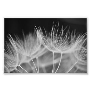 Dandelion Closeup in Black White Photo Print