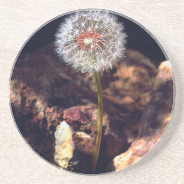Dandelion Coaster (Front)