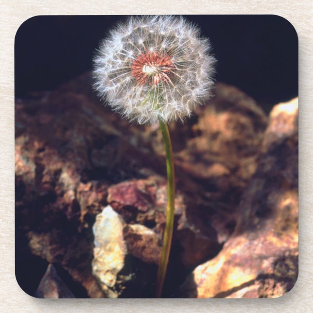 Dandelion Coaster (Front)