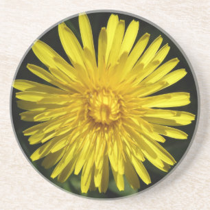 Dandelion Coasters
