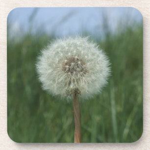 Dandelion Coasters