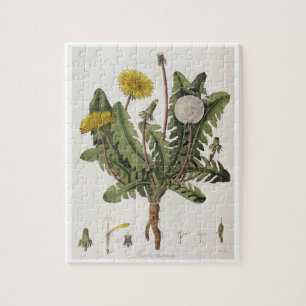 Dandelion (colour engraving) jigsaw puzzle