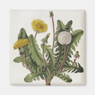 Dandelion (colour engraving) magnet