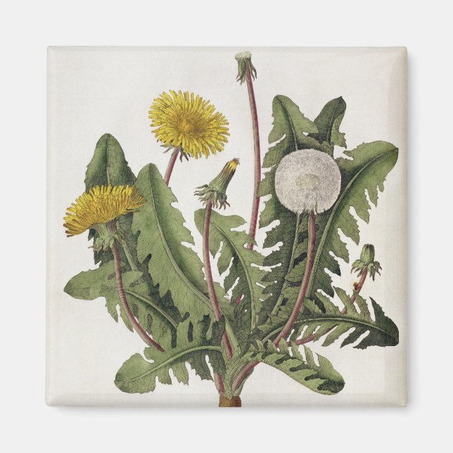 Dandelion (colour engraving) magnet (Front)