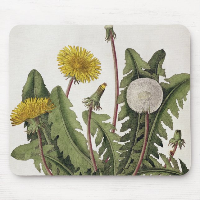 Dandelion (colour engraving) mouse pad (Front)