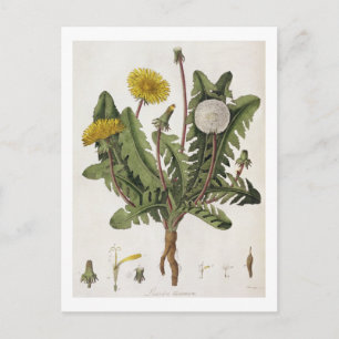 Dandelion (colour engraving) postcard