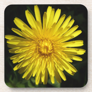 Dandelion Cork Coaster