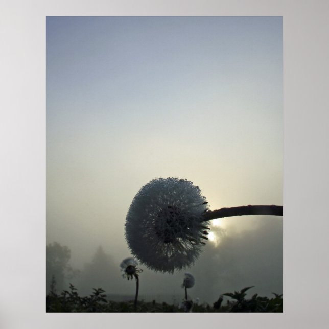Dandelion Dawn Poster (Front)