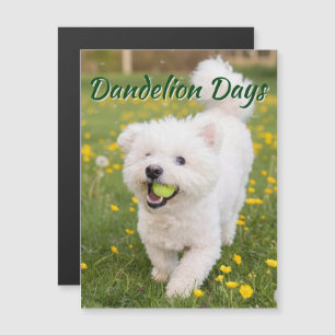 Dandelion Days