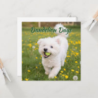 Dandelion Days