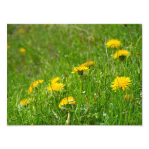 Dandelion Field Photo-Print Photo Print