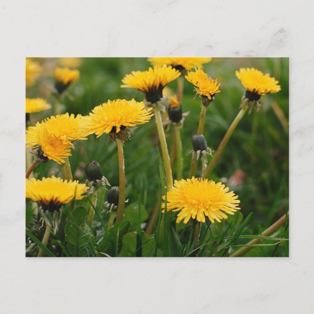 Dandelion Field Postcard (Front)
