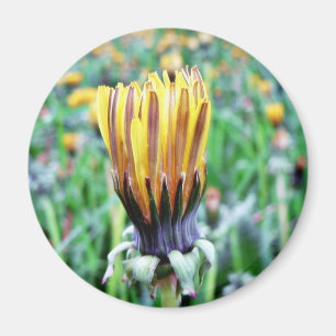 Dandelion Flower Almost In Bloom Magnet