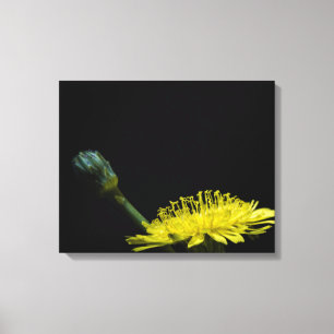 Dandelion flower canvas print
