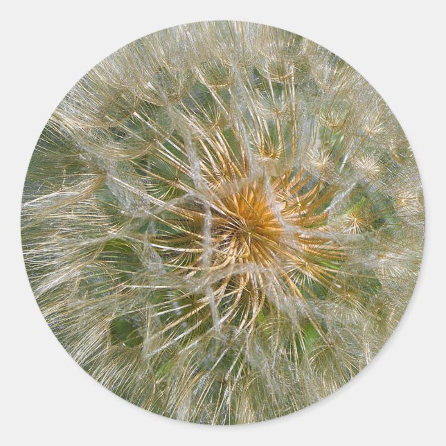 Dandelion Flower Classic Round Sticker (Front)