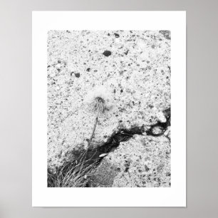 Dandelion Flower Crushed Black and White Poster