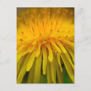 Dandelion Flower Floral and Macro Photography Postcard