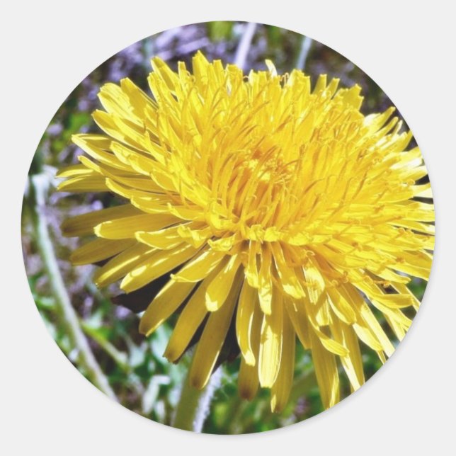 Dandelion Flower In Grass Classic Round Sticker (Front)