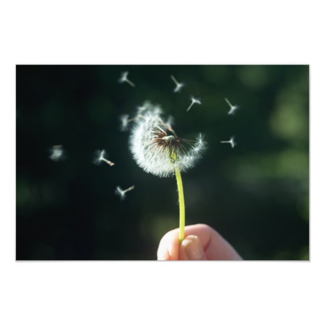 Dandelion flower photo print (Front)