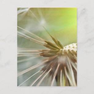 Dandelion Flower Postcard