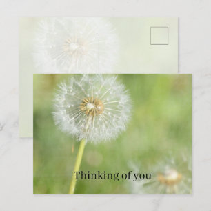 Dandelion Flower Thinking of you (my photography) Postcard